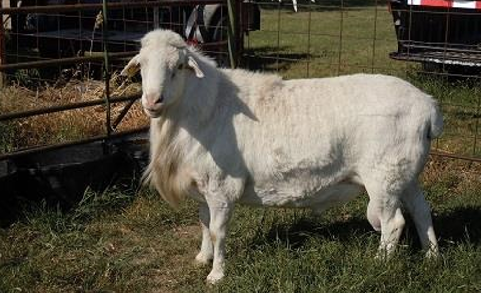 <p>What is the Name and Category of this sheep?</p>
