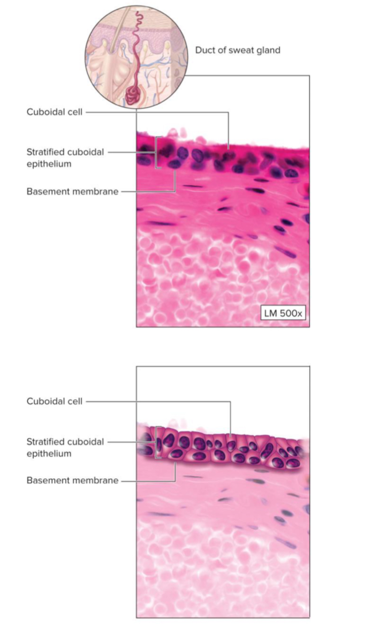 <ul><li><p>very rare</p></li><li><p>ex. lining of sweat gland duct</p></li></ul><p></p>