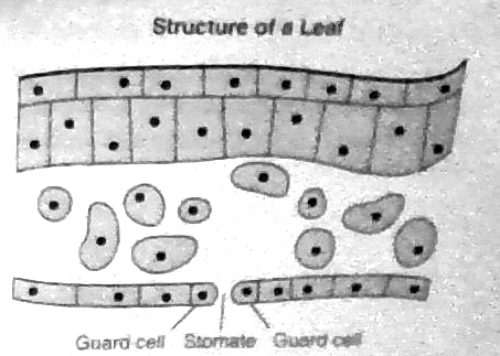 <p>The diagram below which represents a cross section of a leaf of a green plant, showing an opening(stomate) in the lower surface.A stomate in the lower surface of the leaf has a function most similar to the function of which cell structure?</p>