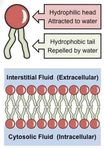 <ul><li><p>the hydrophilic heads are in contact with the aqueous environment</p></li><li><p>the hydrophobic tails are shielded from the aqueous environment</p></li></ul>