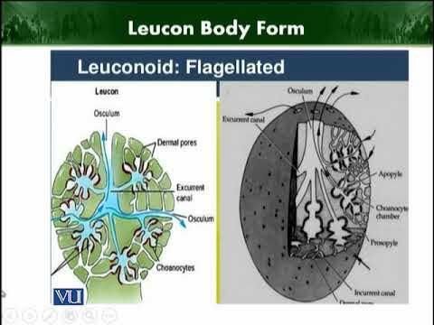 <p>body plan with pores; incurrent canals; radial canals; flagellated chambers with choancytes; osculum </p>