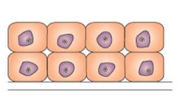 <p>This is an image of?</p>