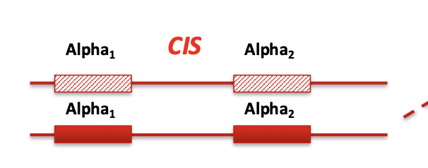 <p>Both deletions or mutations are on the <strong>same chromosome</strong></p><p></p><p>(--/αα)</p>