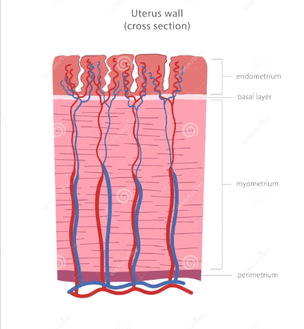 <p>- Perimetrium, thin layer around the outside</p><p>- Myometrium, the muscle layer</p><p>- Endometrium, inner most layer</p><p></p>