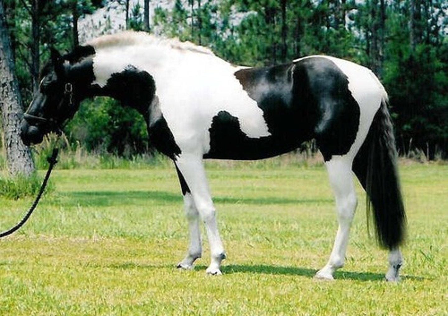 <p>A breed of horse that looks like it has paint splatterd on it.</p>