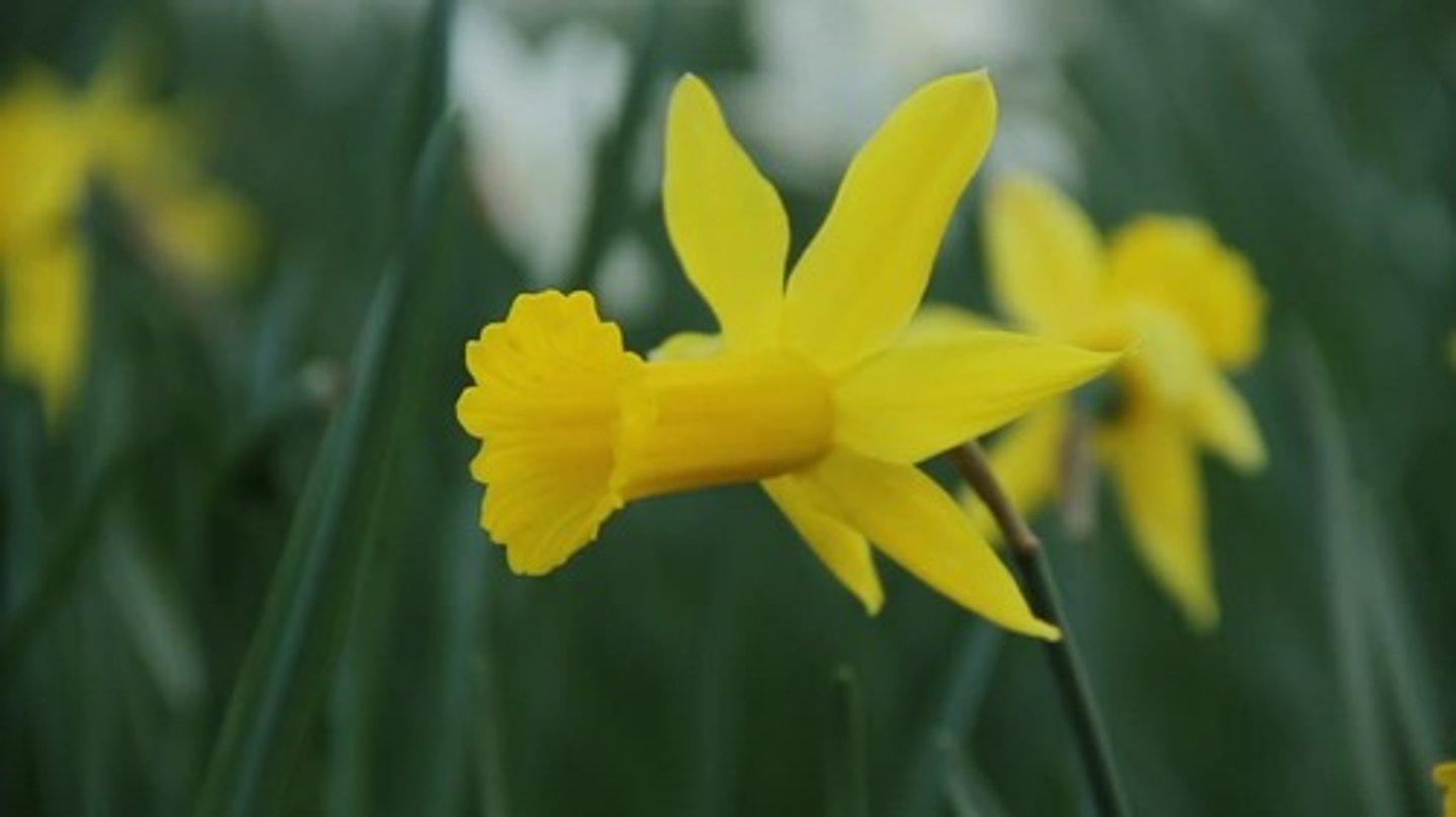 <p>NARCISO</p>