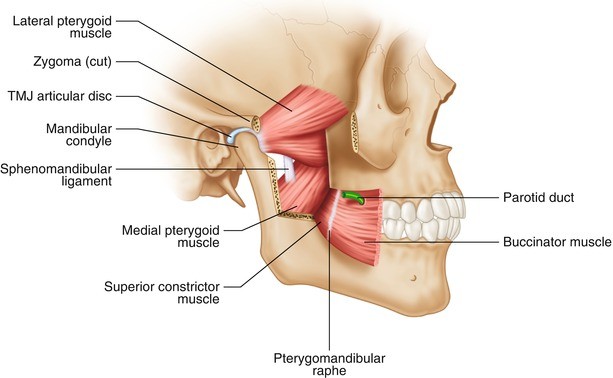 <p>Pterygomandibular raphe</p><p></p><p><em>(also a landmark for IAN block)</em></p>