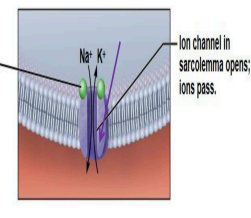 <p>ACh binds and opens channels that allow simultaneous passage of Na+ into the muscle fiber and K+ out of the muscle fiber.</p><p>More Na+ ions leave, producing a local change in the electrical conditions of the membrane (<em>depolarization</em>) which leads to an <strong>Action Potential</strong></p>