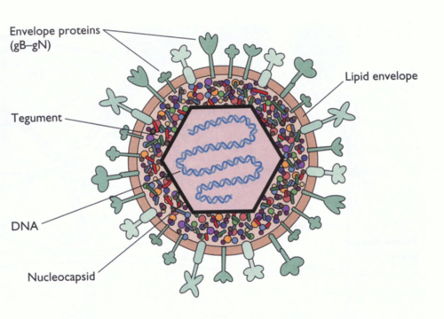 <p>herpes-viridae</p>