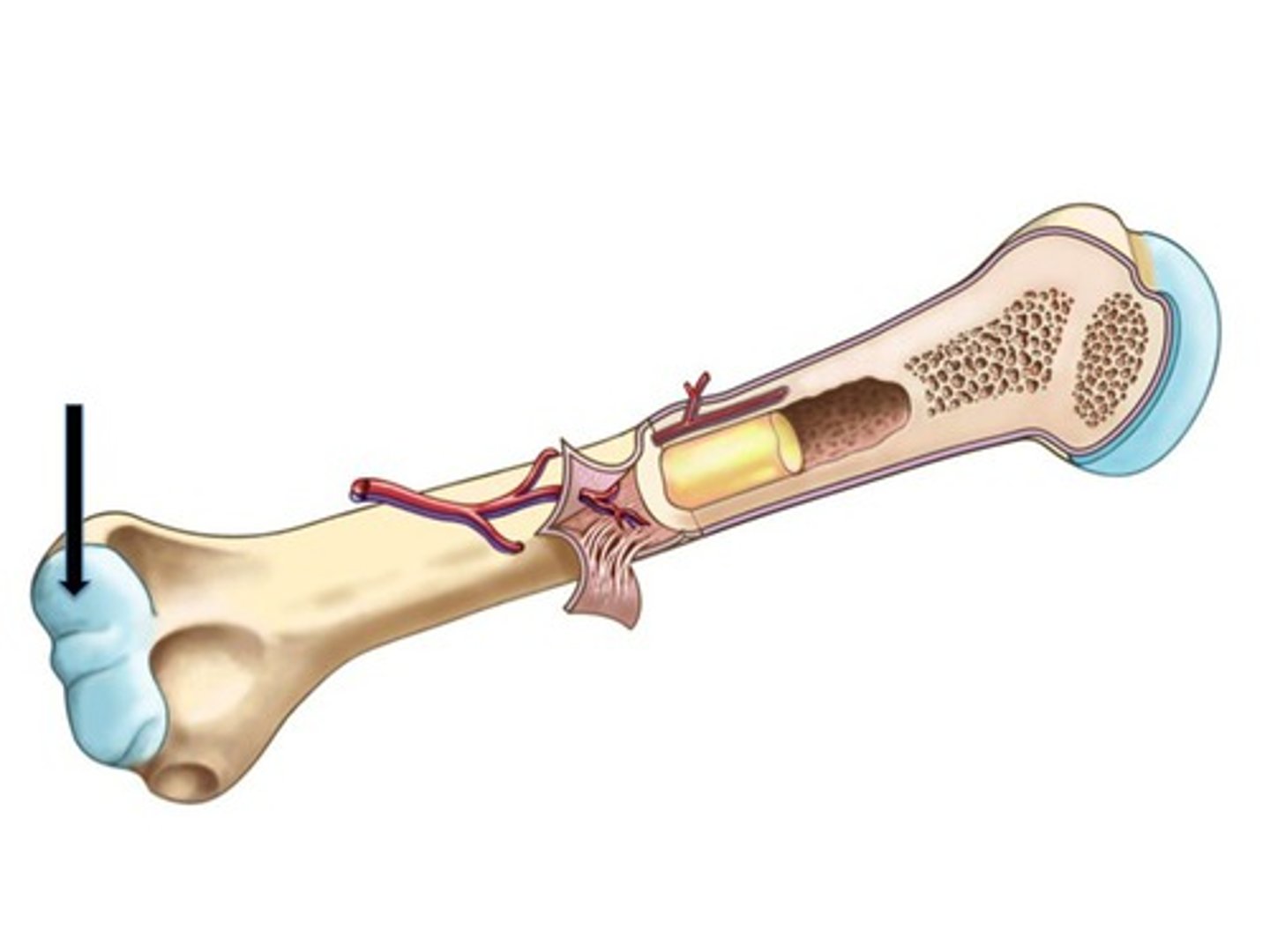 <p>Thin layer of hyaline cartilage located on the distal and proximal epiphysis of the bone.</p>