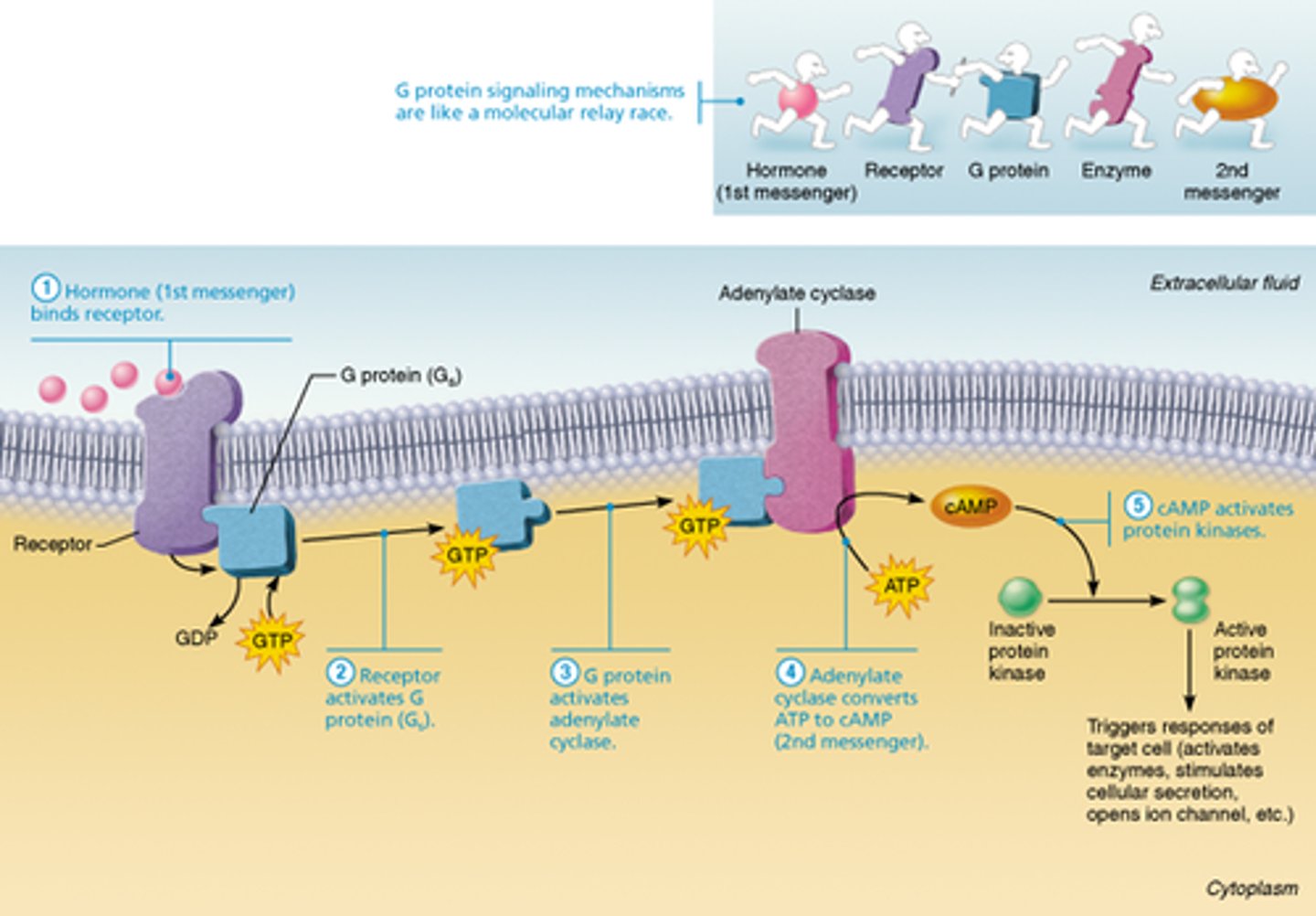 <p>1. hormone (1st messenger) binds to receptor</p><p>2. receptor activates a G protein</p><p>3. G protein activates or inhibits effector enzyme adenylate cyclase</p><p>4. adenylate cyclase then converts ATP to cAMP (2nd messenger)</p><p>5. cAMP activates protein kinases that phosphorylate other proteins</p>