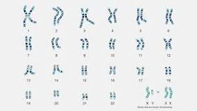 <p>an individual's complete set of chromosomes<span>. The term also refers to a laboratory-produced image of a person's chromosomes isolated from an individual cell and arranged in numerical order.</span></p>