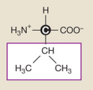 <p>Valine&nbsp;(Nonpolar hydrophobic side chains)</p>