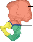 <p>Latin for bucket, holds Sacrum</p>