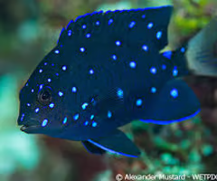 <p><span><span>juvenile or adult?</span></span></p>