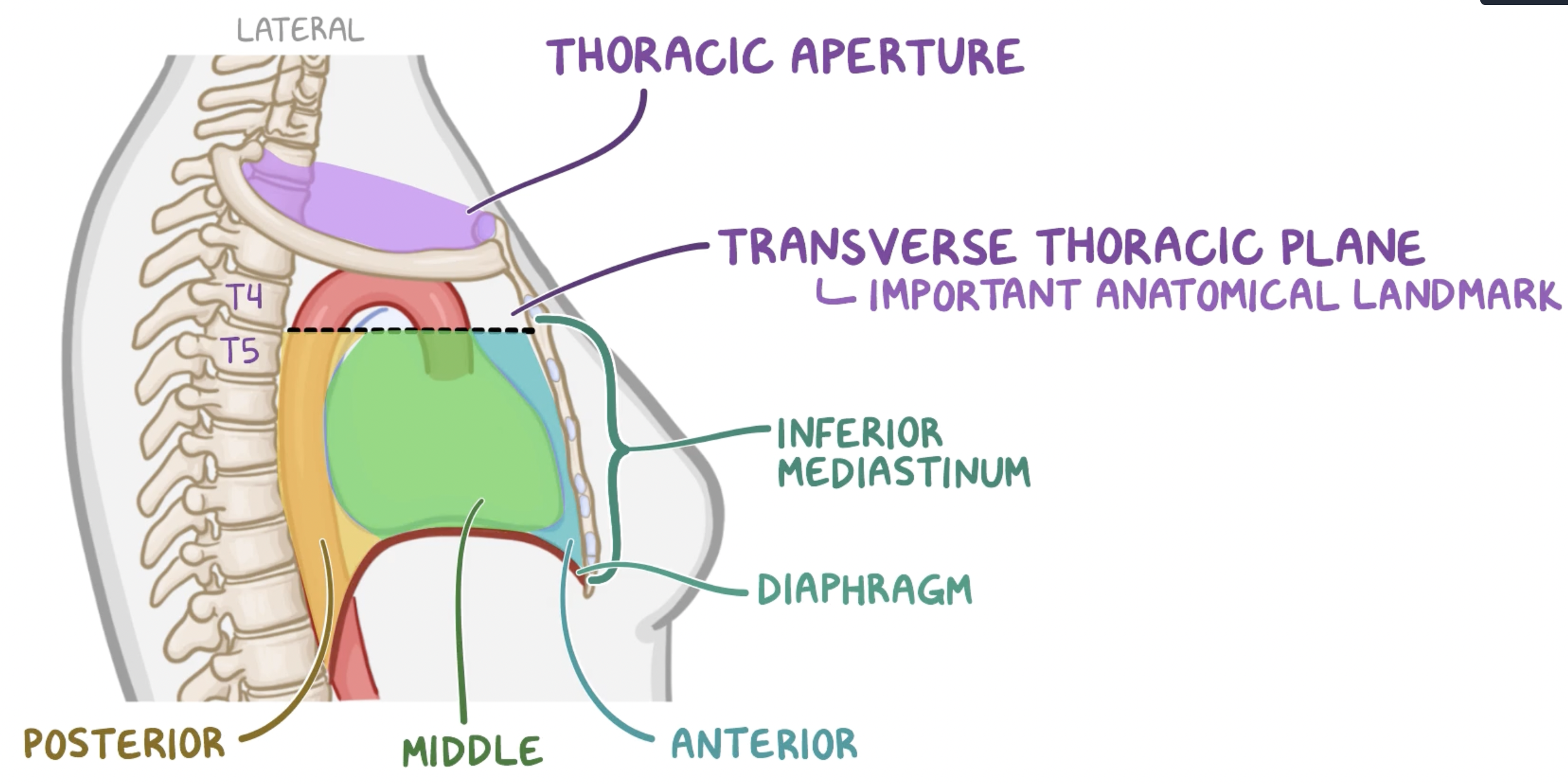 <ul><li><p>forms lower border of <u>superior mediastinum</u> and upper border of <u>inferior mediastinum</u></p></li><li><p>line from the <strong>sternal angle</strong> anteriorly → IV disk between <strong>T4 and T5</strong> posteriorly</p></li></ul><p></p>