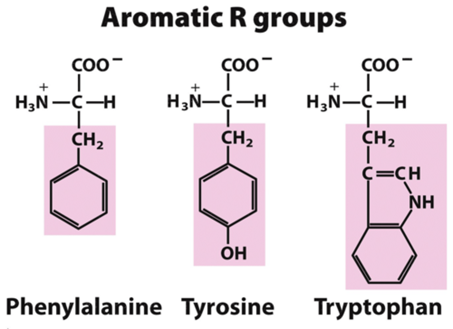 <p>phenylalanine, tyrosine, tryptophan</p><p>-&gt;phenylalanine is also hydrophobic</p><p>- all have aromatic rings</p>