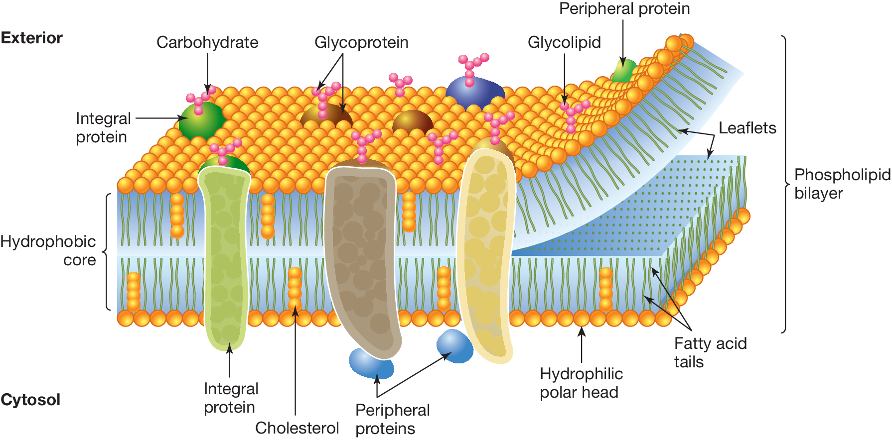 <p><strong>What is the fluid mosaic model</strong></p>