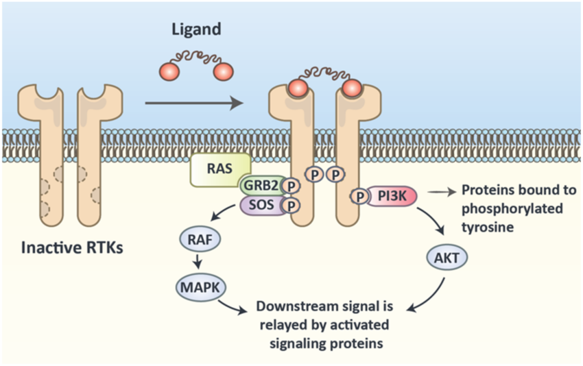 <p>Process of signaling molecules binding to a pair of nearby receptor tyrosine kinases and the two RTK’s dimerizing, attaching phosphates to each others tyrosines in their intracellular domains, with the new phosphorylated tyrosine transmitting the signal to other molecules in a cell.</p>