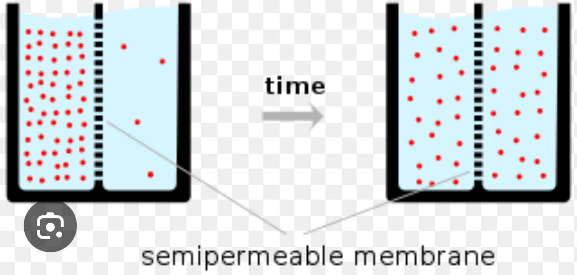 <p>Passive transport of molecules from high to low concentration</p>