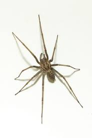 <p>true spiders (spinnen) </p>