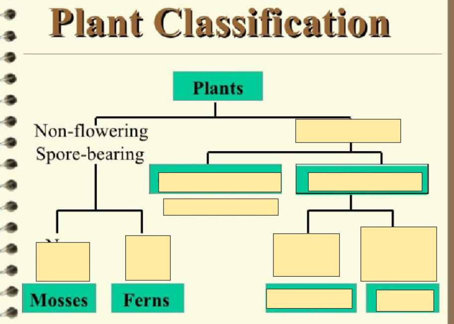 <p>Non-flowering <br>Spore-Bearing</p>
