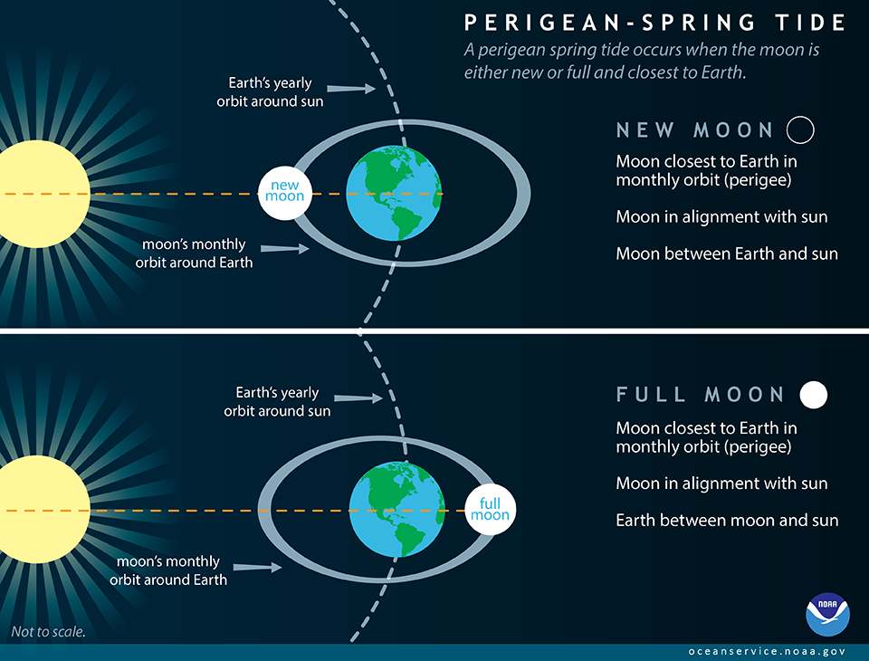 <p>Tides at new and full Moon, with higher high tides and lower low tides.</p>