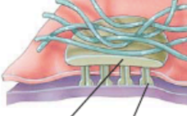 <p>What are the two lines pointing to? (hemidesmosome)</p>