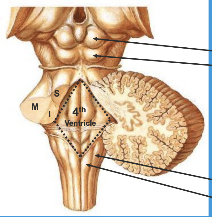 <p>Midbrain: </p><ul><li><p>superior colliculus (tectum) </p></li><li><p>inferior colliculus (tectum) </p></li><li><p>superior cerebellar peduncle (S)</p></li></ul><p>Pons: </p><ul><li><p>middle cerebellar peduncle (M)</p></li></ul><p>Medulla: </p><ul><li><p>inferior cerebellar peduncle (I)</p></li><li><p>cuneate tubercle </p></li><li><p>gracile tubercle </p></li></ul><p></p>
