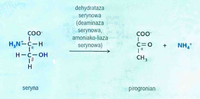 <p>(Liazy)</p><p>katalizuje reakcję dehydratacji, inaczej odwodnienienia, w której jednym z produktów jest woda<br><br>dehydrataza serynowa - “W pierwszej fazie reakcji od związku organicznego odłączają się cząsteczki wody (dehydratacja). Następnie zachodzi reakcja główna, czyli odłączenie grupy aminowej w postaci amoniaku.”</p>
