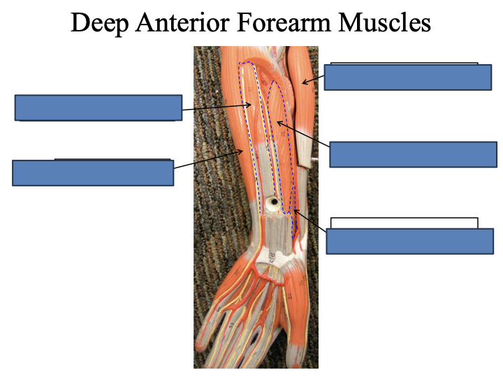 <p>Deep Anterior forearm muscles</p>