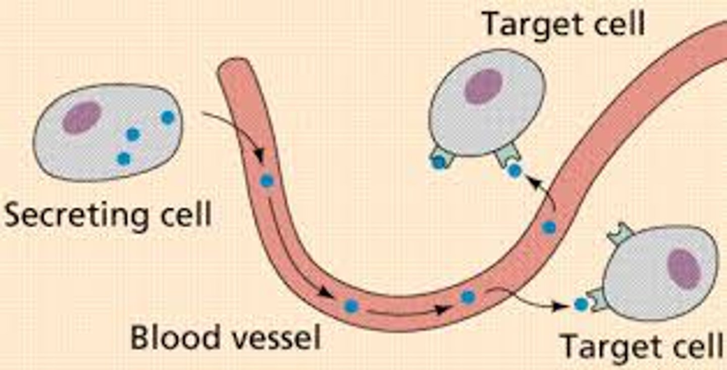 <p>Endocrine system:</p><p>1-It lacks direct contact with its target, so it relies on hormones that are delivered (to specific target cell) via the circulatory system(on blood).</p><p>2-It acts slow but it is able to offer communication for prolonged time which is important for coordinating homeostasis (for ex: metabolism, cell growth) and for specialized processes, such as reproduction, and lactation.</p>
