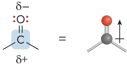 <p>when there is a C=O polar bond, making the group an electrophile. The lone pairs on O allow it act as a <span style="color: blue;"><strong>nucleophile</strong></span> and <span style="color: blue;"><strong>base</strong></span></p>