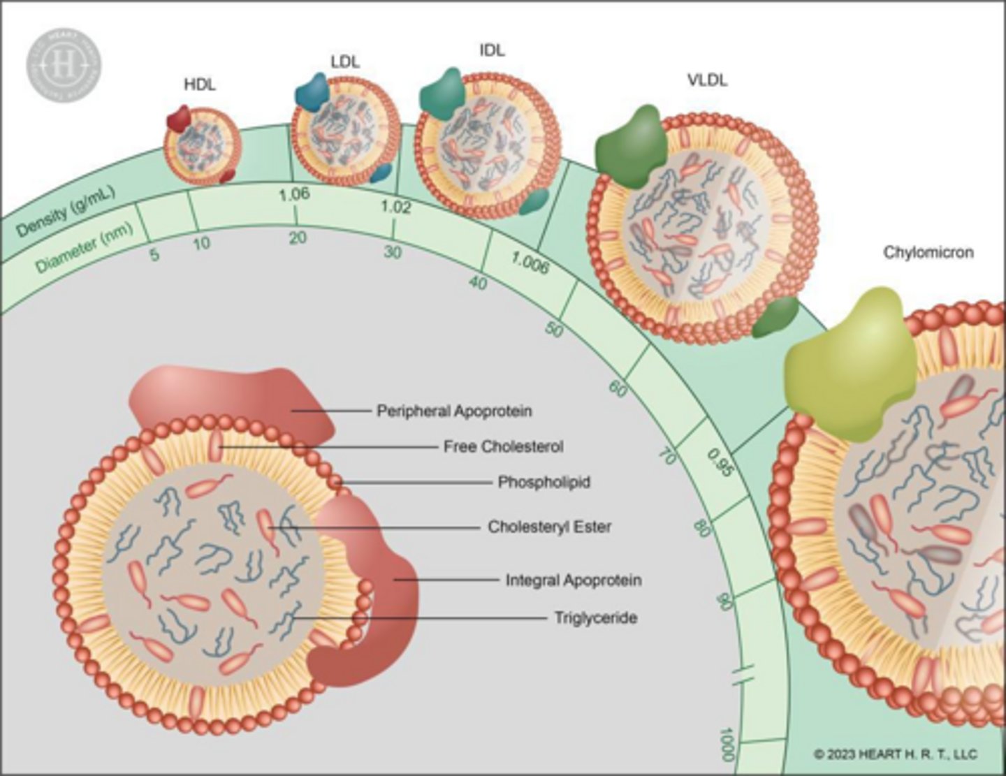 <p>Phospholipids, free cholesterol, and apoproteins.</p>