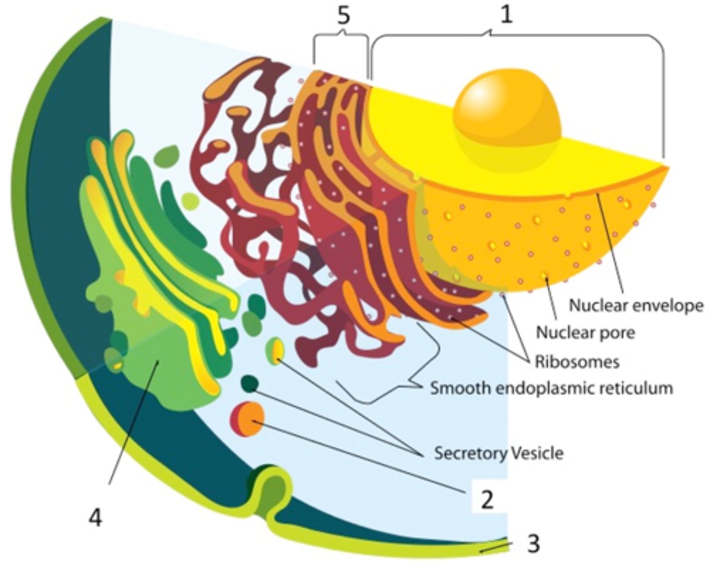<p>1) Nucleus</p><p>2) Lysosome</p><p>3) Plasma Membrane</p><p>4) Golgi Aparatus</p><p>5) Rough Endoplasmic Reticulum</p>