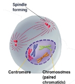 <ul><li><p>Chromosomes become visible</p></li><li><p>Centrioles separate and move to the opposite poles (ends)</p></li><li><p>Spindle fibers appear</p></li><li><p>Nucleolus and nuclear membrane (envelope) disappear</p></li></ul>