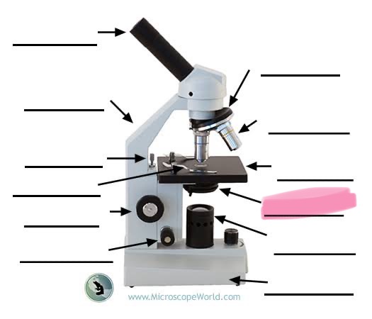 <p>label the highlighted </p>