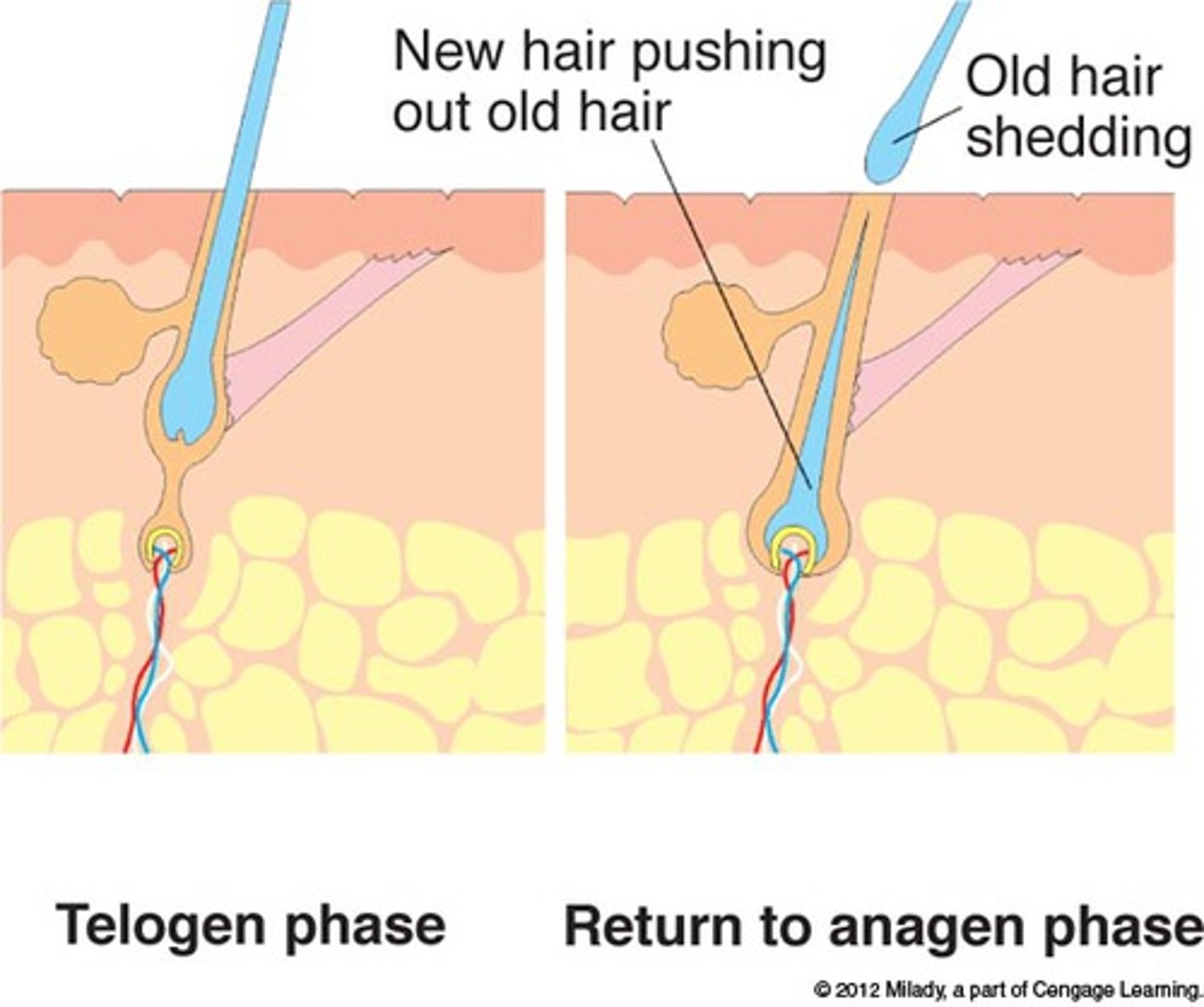 <p>(growth phase) phase during which new hair is produced.</p>