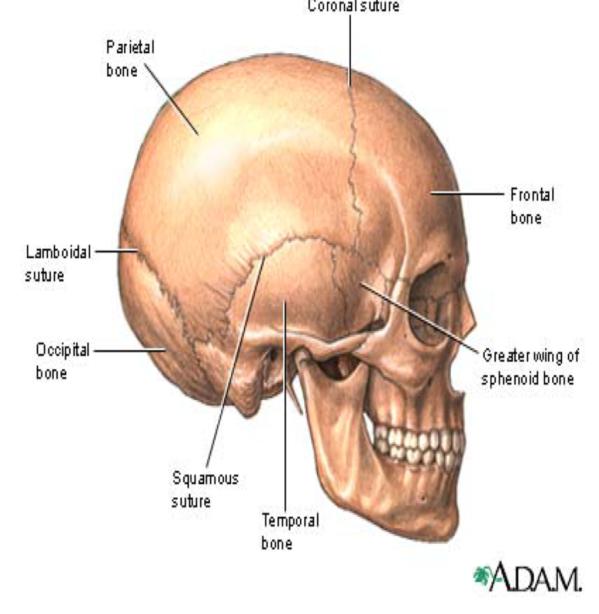 <p>Immovable Joints </p><p>2 Groups</p><ul><li><p>Suture - Cranial bones </p></li><li><p>Gomphosis - Sockets of teeth</p></li></ul><p></p>