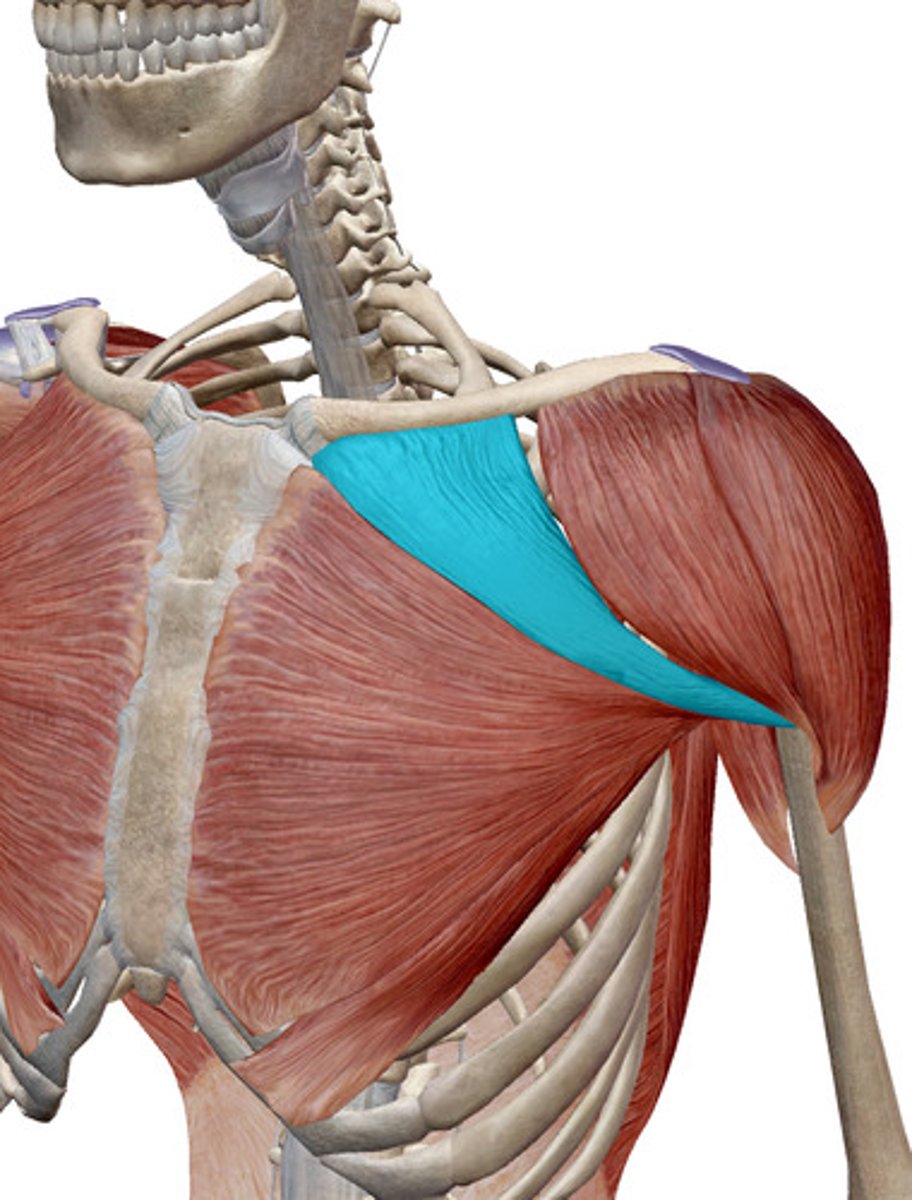<p>What muscles is this?</p>