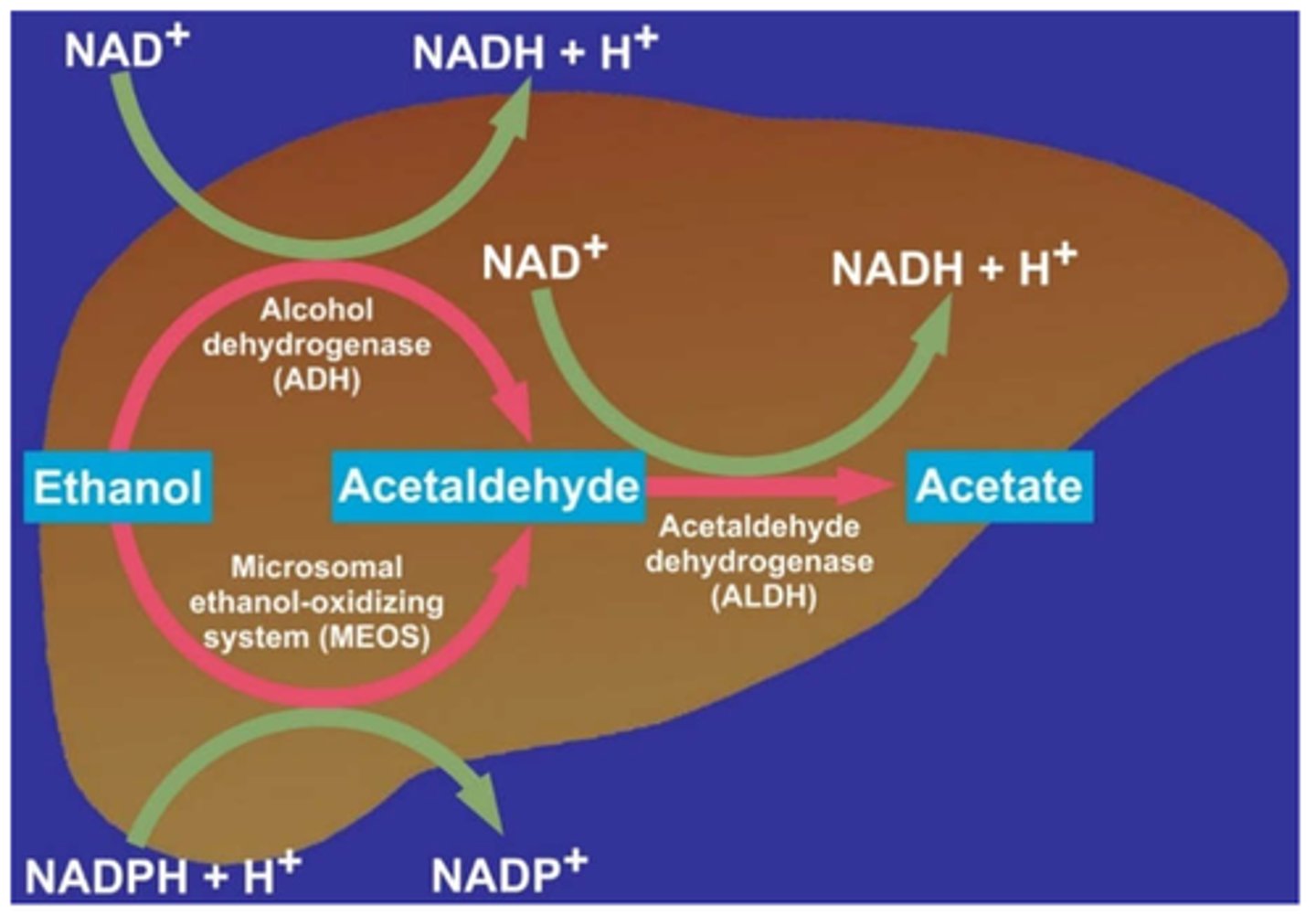 <p>- liver &amp; GI metabolized:</p><p>- phase #1: alcohol is 1st pass metabolized via enzyme called alcohol dehydrogenase into acetaldehyde (which creates hangover feelings such as headache or nausea)</p><p>- phase #2: active ALDH enzyme metabolizes acetaldehyde into acetate</p><p>- inhibits adrenal ADH => causing diuresis (&amp; dehydration, electrolyte imbalances)</p><p>- Zero order kinetics</p>