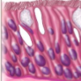 <p>what tissue is this </p>