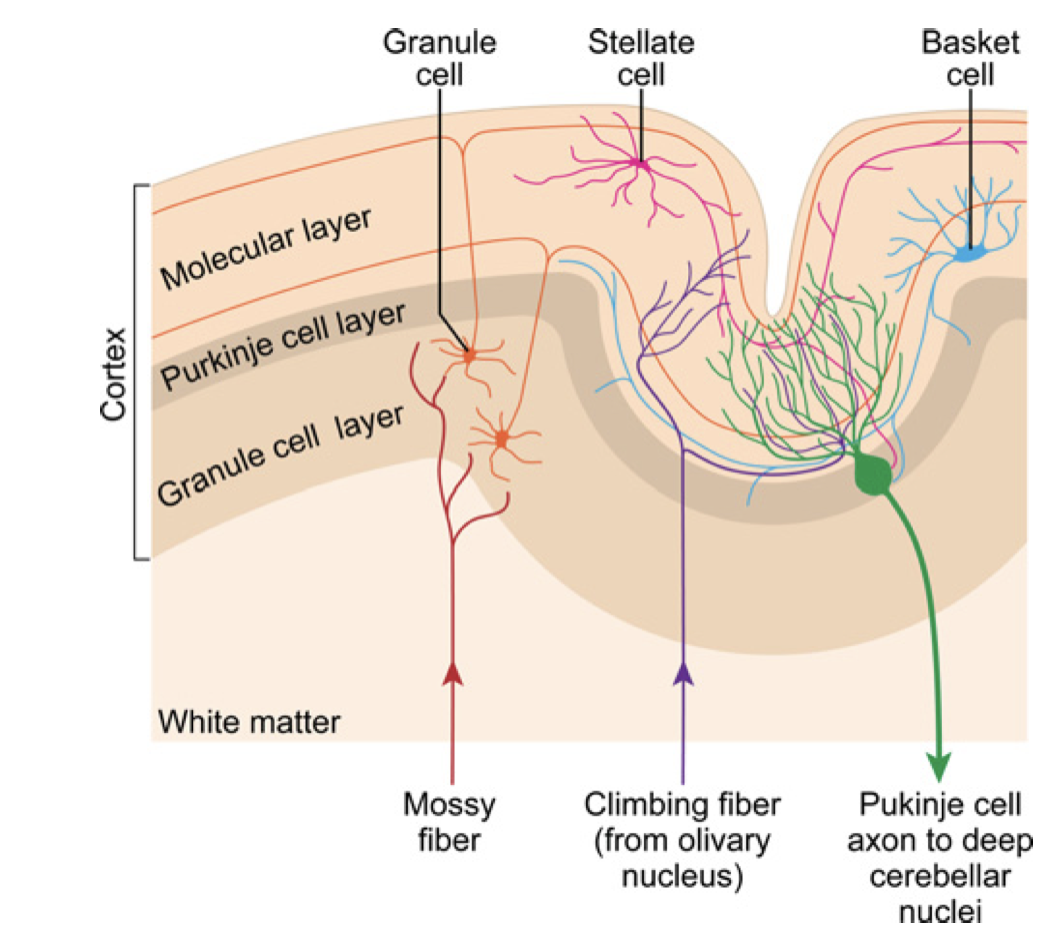 <p><strong>PURKINJE CELL </strong></p><ul><li><p>Dendritic fibers extend into the molecular layer, while the cell body has an axon that communicates deep into the cerebellar nuclei&nbsp;</p></li></ul><p></p><p>These are the ONLY cells from which the cerebellum acts through&nbsp;</p><p></p>