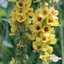 <p>verbascum nigrum</p>