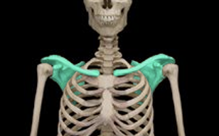 <p>Clavicle &amp; Scapula</p>