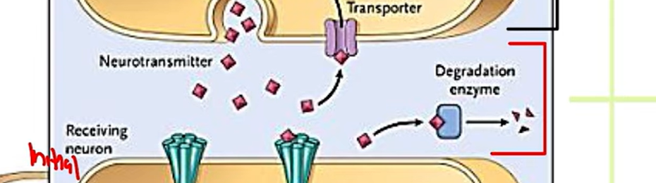 <p><strong>(2) This part of the magnified synapse is called the?</strong></p><p>This is where the neurotransmitters <em>diffuse </em>and <em>bind </em>to specific receptors on the postsynaptic membrane.</p><ul><li><p>Contains enzymes (metabolism)</p></li></ul><p></p>