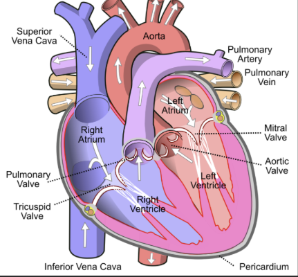 <p>Pericardium</p>