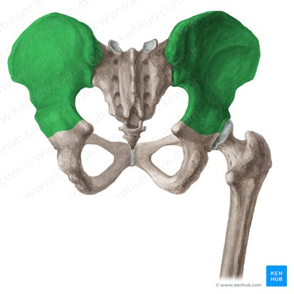 <p>The large broad bone forming the upper part of each half of the pelvis</p>