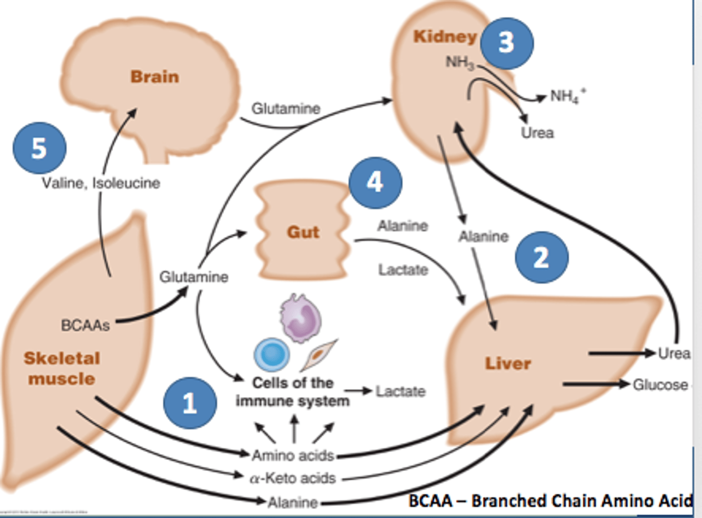 <p>An organ (e.g. the lungs) specialised to exchange substances. They are usually very thin, have a large surface area and in animals, have lots of blood vessels.</p>