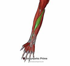 What is the action for Flexor Carpi Radialis?